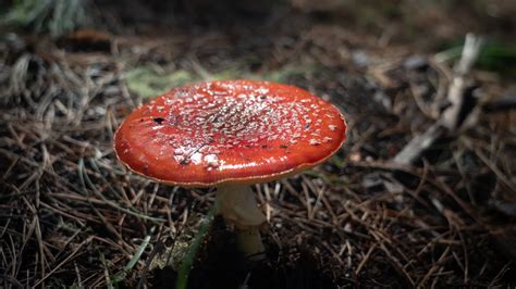 Mushroom Foraging at Salt Point State Park | Cal Parks