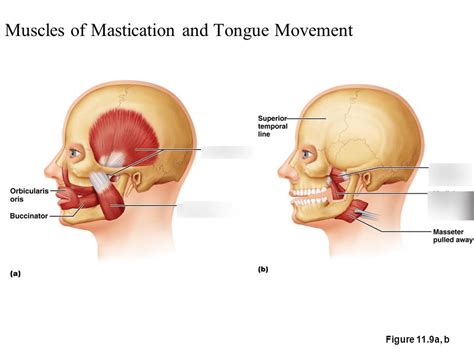 Muscles Of Mastication Diagram Quizlet