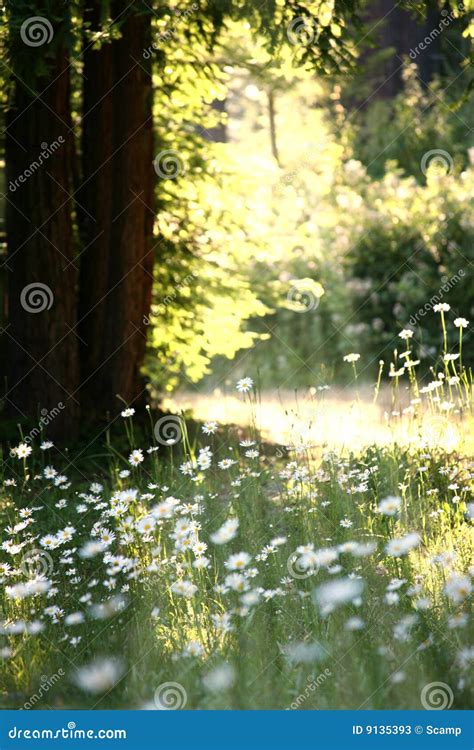 Meadow of Daisies stock image. Image of sunbeam, rays - 9135393