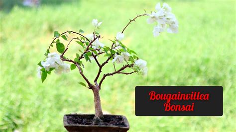 Bougainville Bonsai How To Make A Bougainvillea Bonsai Update