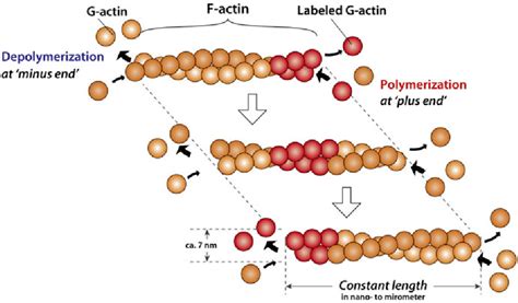 Actin Filament Structure