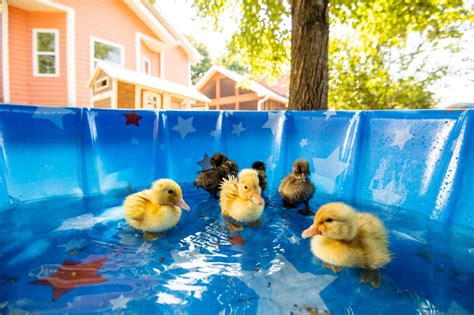 Raising Ducks 101 How To Care For Ducks Tractor Supply Co