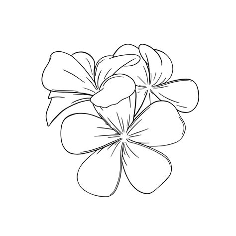 Premium Vector Frangipani Or Plumeria Tropical Flower Engraved