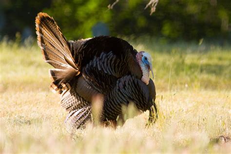 Texas Rio Grande Turkey Hunt Our Hunts Stone Creek Ranch