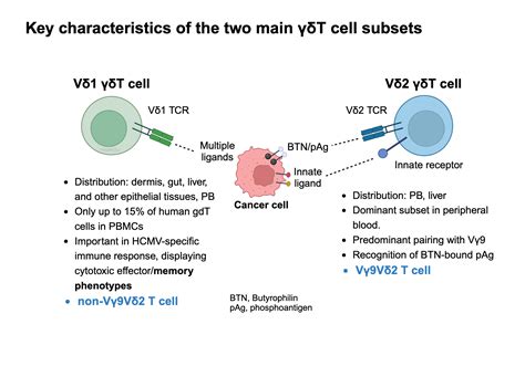 Key Characteristics Of The Two Main T Cell Subsets Biorender