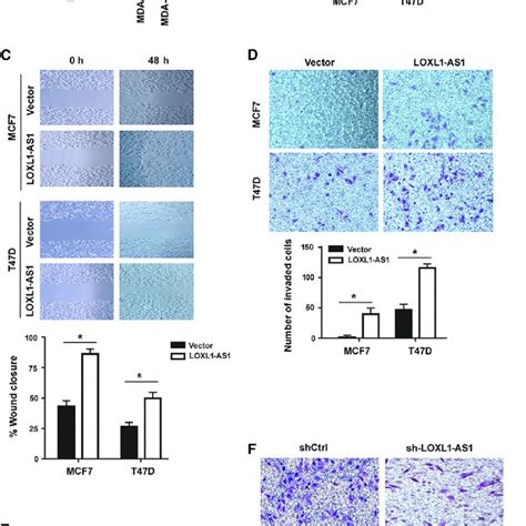 Loxl As Promotes Breast Cancer Cell Migration And Invasion In Vitro