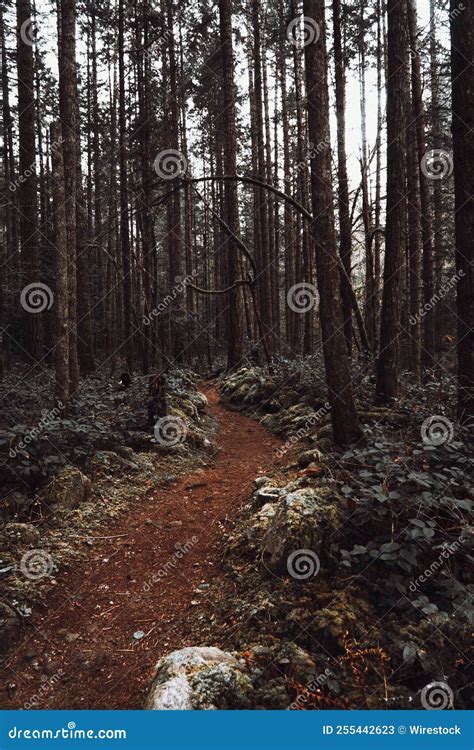 Tiro Vertical De Um Caminho Na Floresta Escura Imagem De Stock