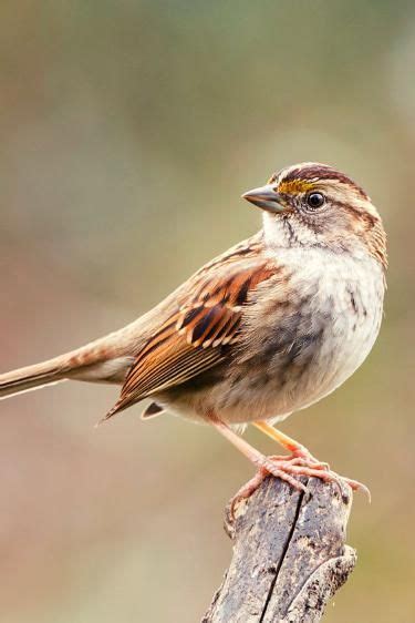 20 Spring Warblers You Should Know Artofit