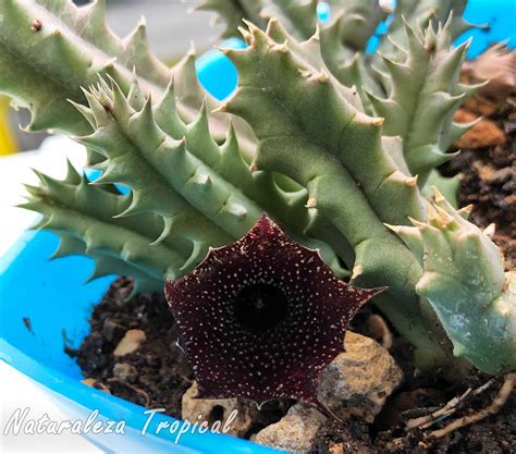 Huernia H Brida Oscura Plantas