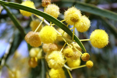 Flores De Acacias Imágenes Y Fotos