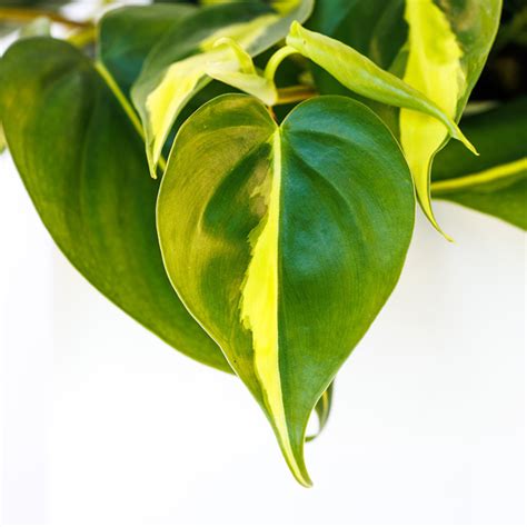 Philodendron 'Brasil' - Evergreen Nursery