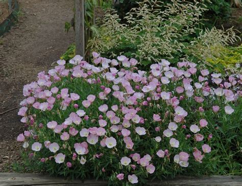 Oenothera Berlandieri Twilight Turner01 Showy Evening Primrose