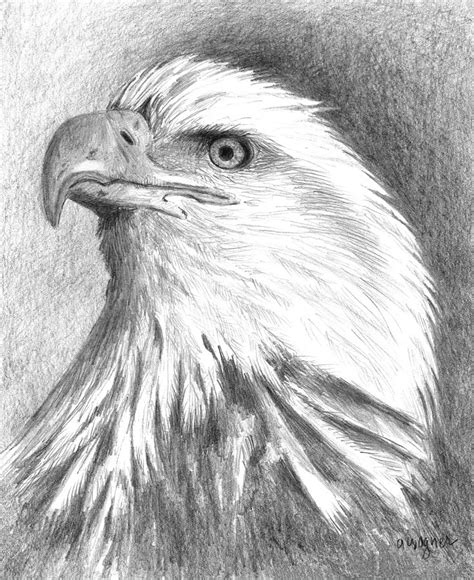 Bald Eagle Drawing