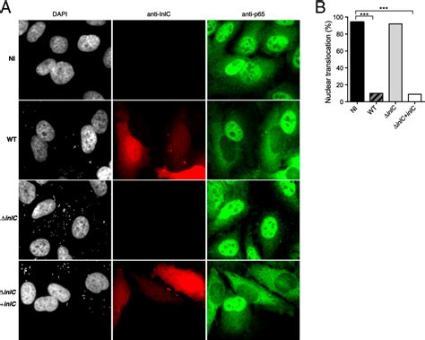 Figure 1 From The Listeria Monocytogenes InlC Protein Interferes With