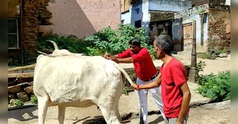 Danger Of Lumpy Skin Disease Is Increasing In Khetri Jhunjhunu खेतड़ी