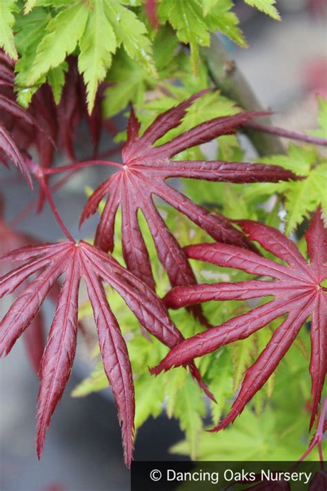 Acer Palmatum Trompenburg Japanese Maple Dancing Oaks Nursery And Gardens