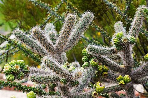Cylindropuntia Spinosior Cholla Web