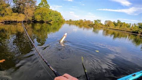 Kalamazoo River Giants Michigan Fall Smallmouth And Pike Fishing Youtube
