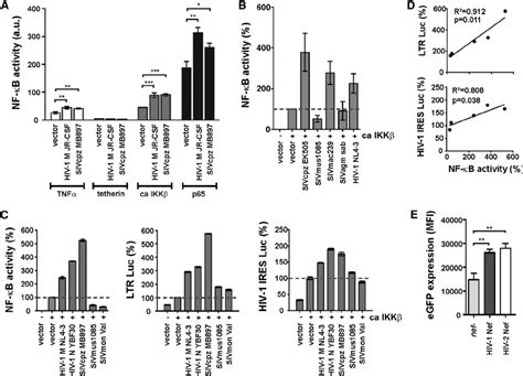 Primate Lentiviral Nef Proteins Stimulate Viral LTR Activity A