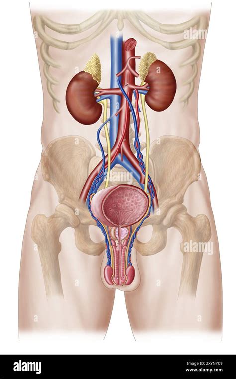 Anatomy Of Male Urinary System Stock Photo Alamy