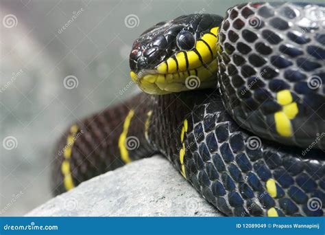 Serpiente Negra Y Amarilla Colorida Imágenes de archivo libres de