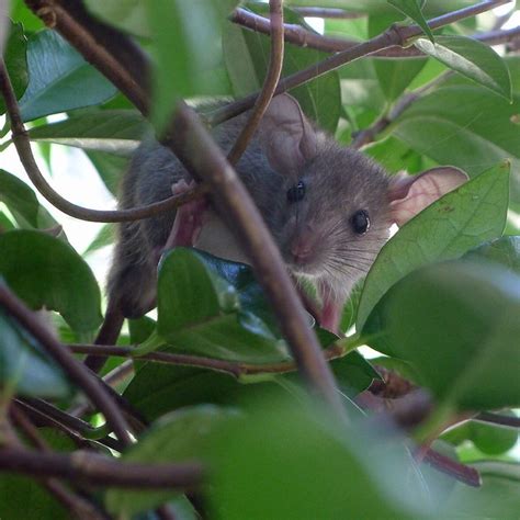 Jungle Mouse Flickr Photo Sharing