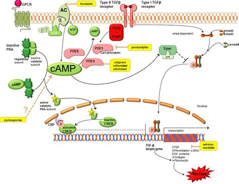 Cyclic Adenosine Monophosphate