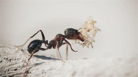 Fungo Parasita Transforma Formigas Em Zumbis Mega Curioso