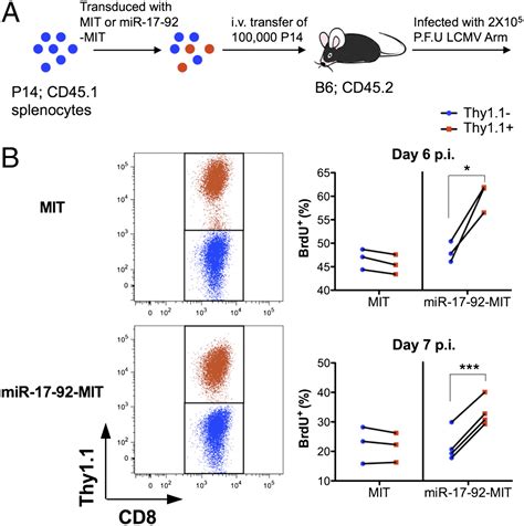 Temporal Expression Of Microrna Cluster Mir Regulates Effector