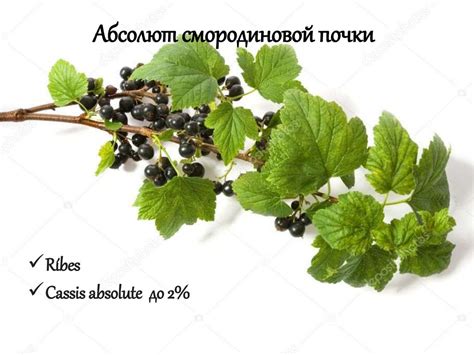 Древесные и зеленые ароматы. Фужерные ароматы - презентация онлайн