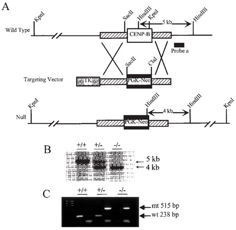 AC Targeted Disruption Of The Mouse CenpB Gene A Restriction Maps