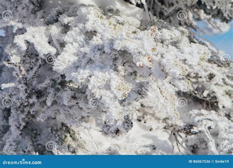 Ramos De Pinheiro Cobertos A Neve E O Gelo Brancos Foto De Stock