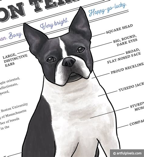 Boston Terrier Dog Diagram Art Print Artful Pixels Funny T For