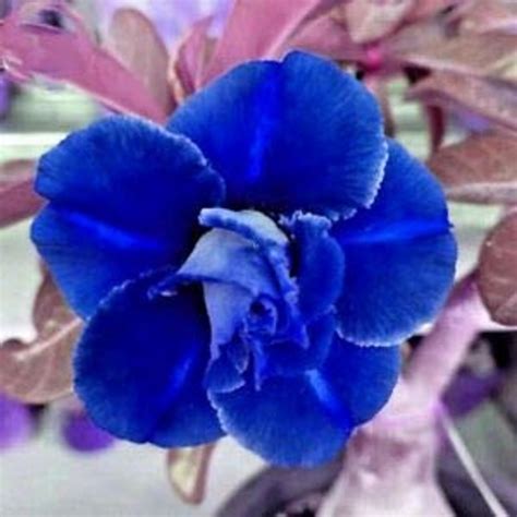 Amazon CHUXAY GARDEN Rare Blue Desert Rose Seed 2 Seeds Beauty