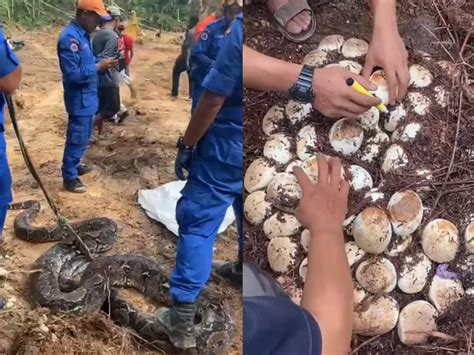 Video Tular Ular Sawa Kg Ditangkap Bersama Biji Telur Di Kajang