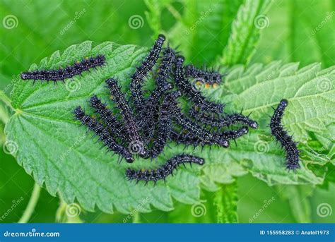 Many Small Black Caterpillars On A Green Leaf Stock Image Image Of Caterpillar Larvae 155958283