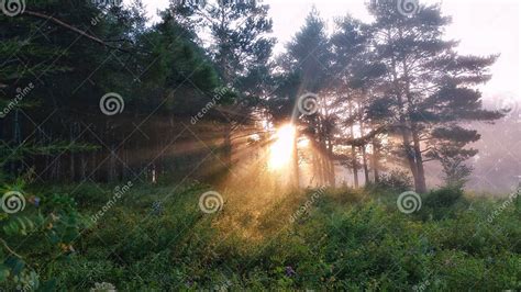 Foggy sunrise stock photo. Image of 4876, pines, early - 105832292