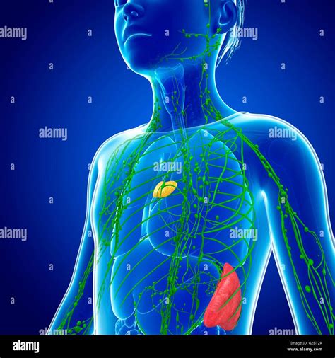 Sistema Linfático Humano Ilustración Fotografía De Stock Alamy