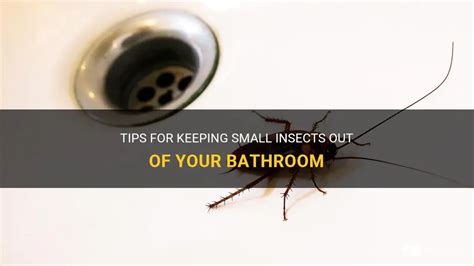 Tips For Keeping Small Insects Out Of Your Bathroom Shunshelter