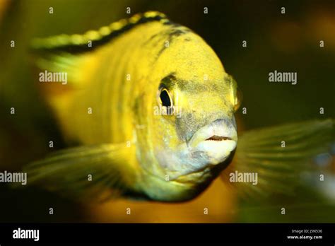 Yellow Malawi Cichlid Labidochromis Stock Photo Alamy