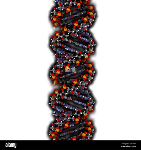 Dna Adn Estructura De Conformaci N El Adn Es El Principal Portador