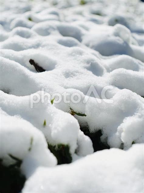 垣根の葉に積もった雪 No 25757144｜写真素材なら「写真ac」無料（フリー）ダウンロードok