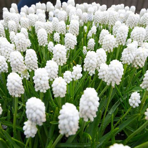 Muscari Armeniacum Siberian Tiger L Coolings Garden Centre