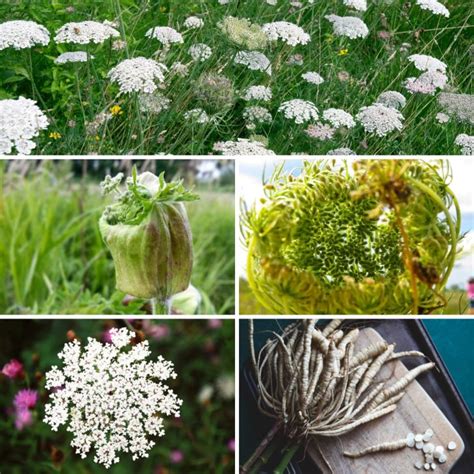 Queen Annes Lace Uses And Benefits To Get To Know Gardensall