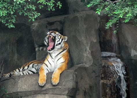 Filetiger At Chicago Brookfield Zoo Wikimedia Commons