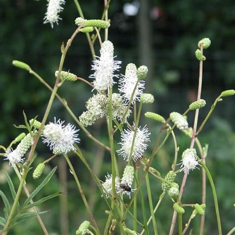 Sanguisorba All Time High 3L Pot Ardcarne Garden Centre