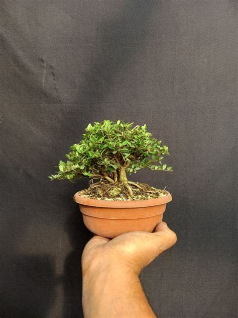 Bonsai Lonicera 14×14 Cm Italy Catawiki
