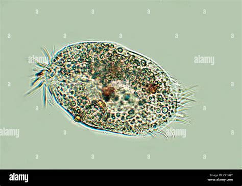 Protozoen Oder Metazoen Fotos Und Bildmaterial In Hoher Aufl Sung Alamy