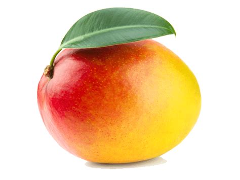 Mangga PNG Transparan StickPNG