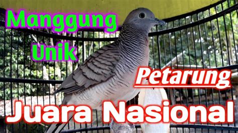 Perkutut Lokal Gacor Manggung Pagi Hari Kalo Dengar Suara Ini Perkutut